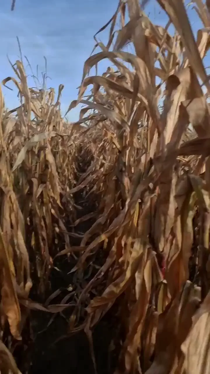 🧟‍♀️ Monster Tits TikTok Slut Chasing in Spooky Corn Maze! 🍑👻