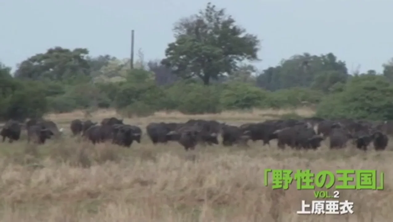 🌍 Ai Uehara's Wild African Village Gangbang! 'It Takes a Village' DANDY-368 🍆💦