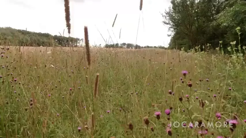 POV Outdoor Handjob in the Wild Grass 😈🍆💦