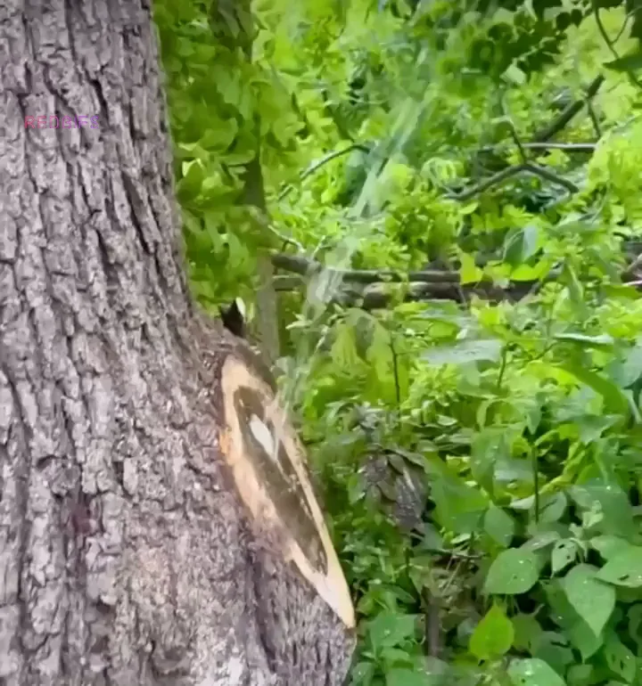 Insane Outdoor Tree Squirt Explosion