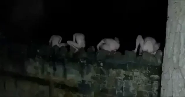 Leaping Frogs 🐸🍆 WTF Orgy