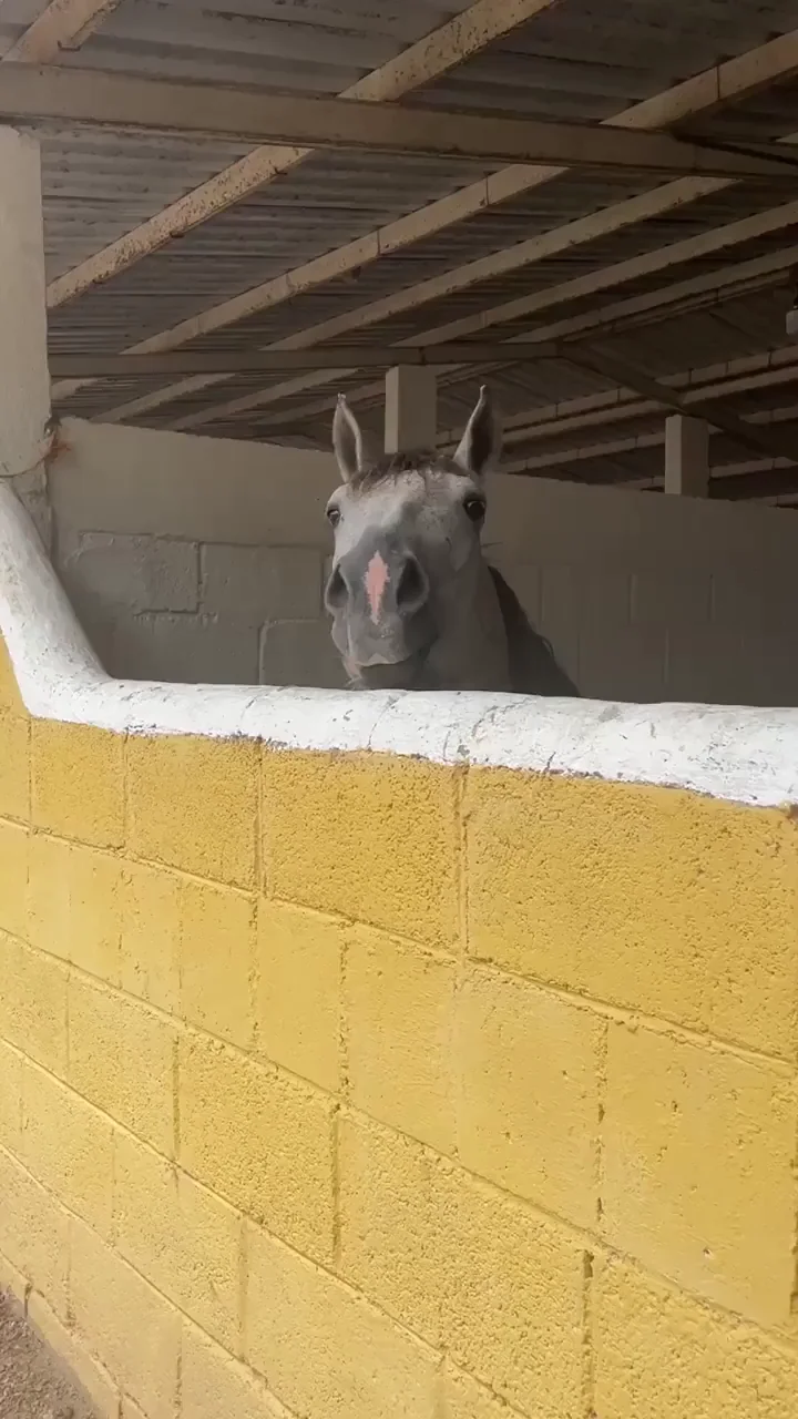 Donkey Wants Opinions on His Chest 🐴💪😏