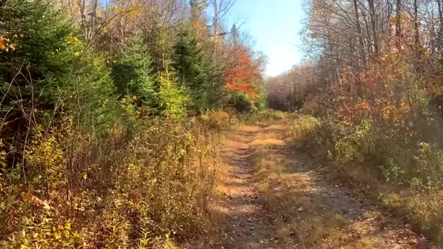 [OC] My girlfriend's first time masturbating on a public trail while completely naked. She was elated after she came :)