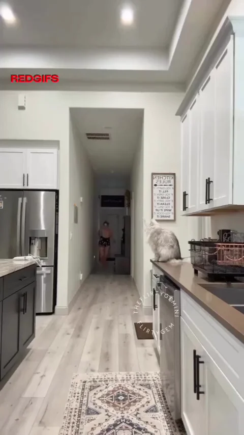Beware of the cat!