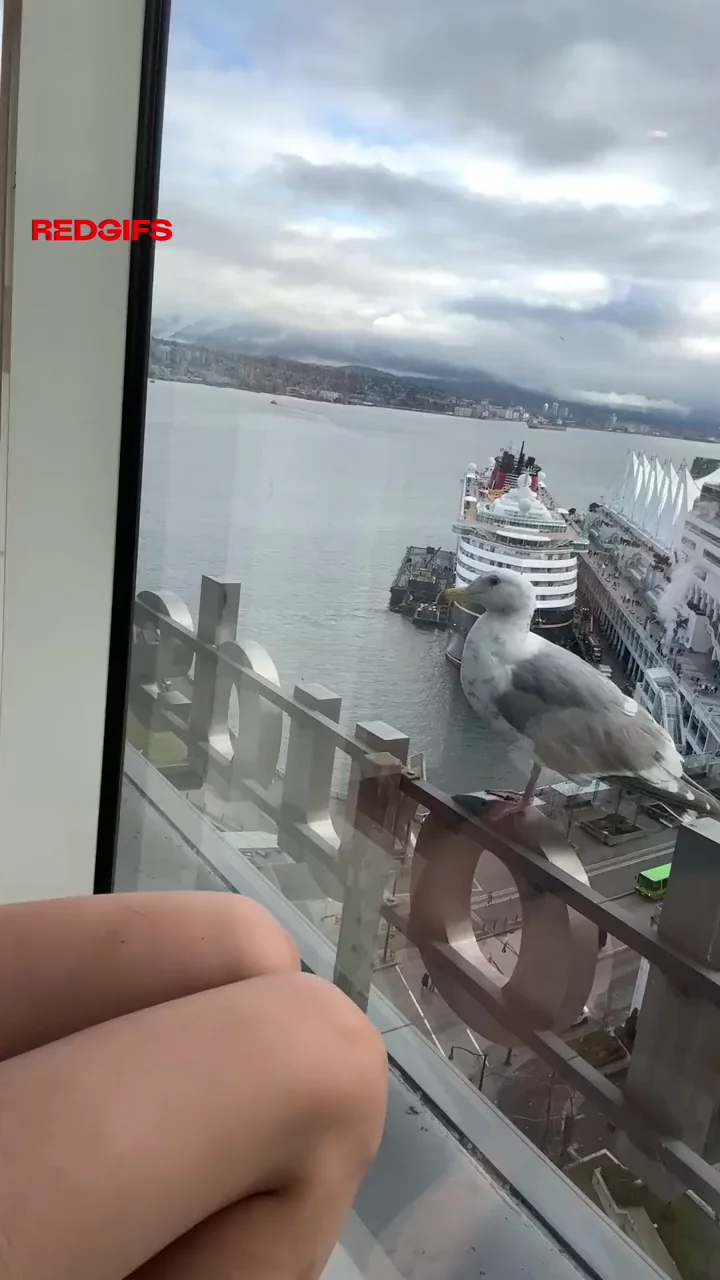 Titty-drop for the seagull… I think she liked it 😜