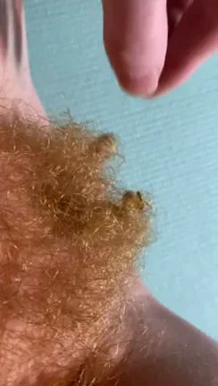 Have you ever seen a bush with curls like this?