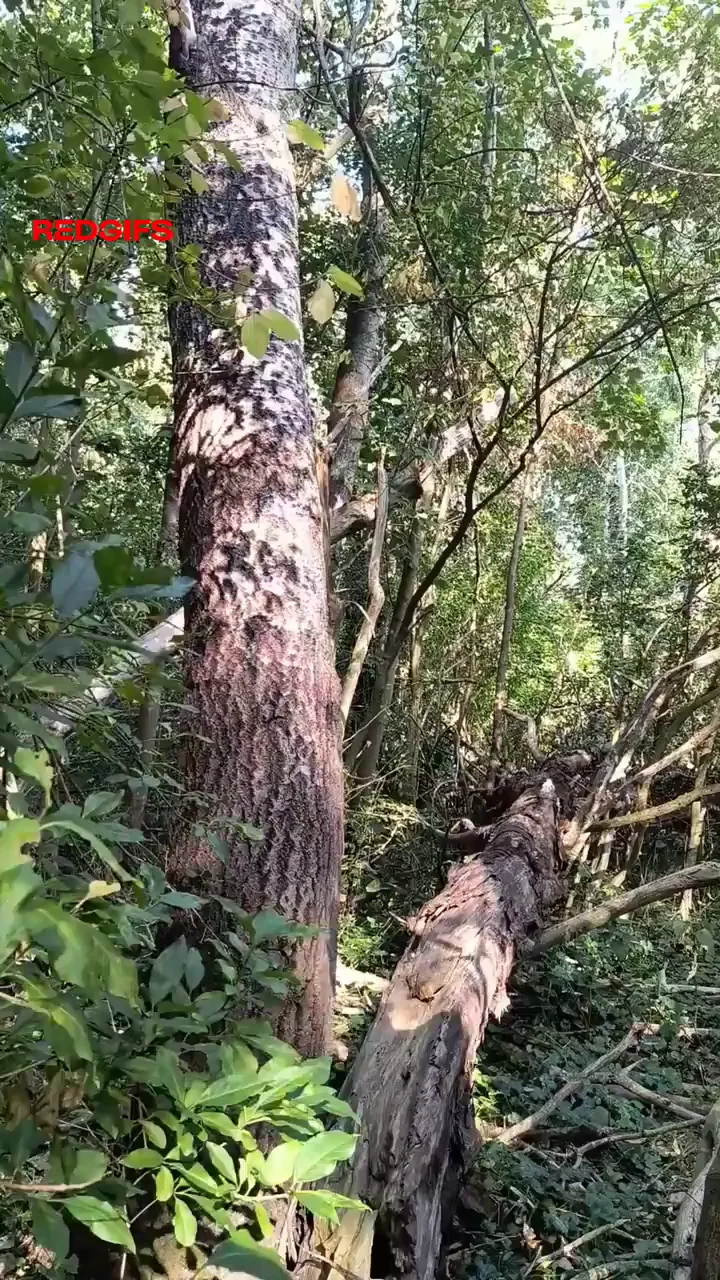 Yesterday I climbed a tree. Liked it.