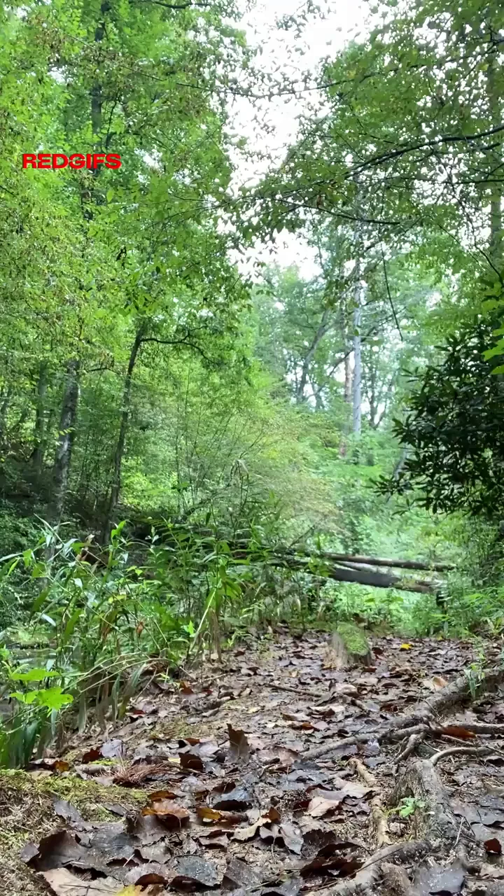 Hiking along the creek (m)