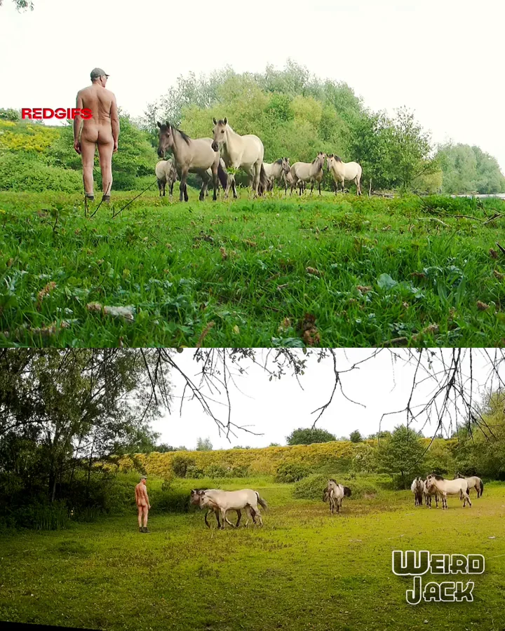 The horses are not cooperating