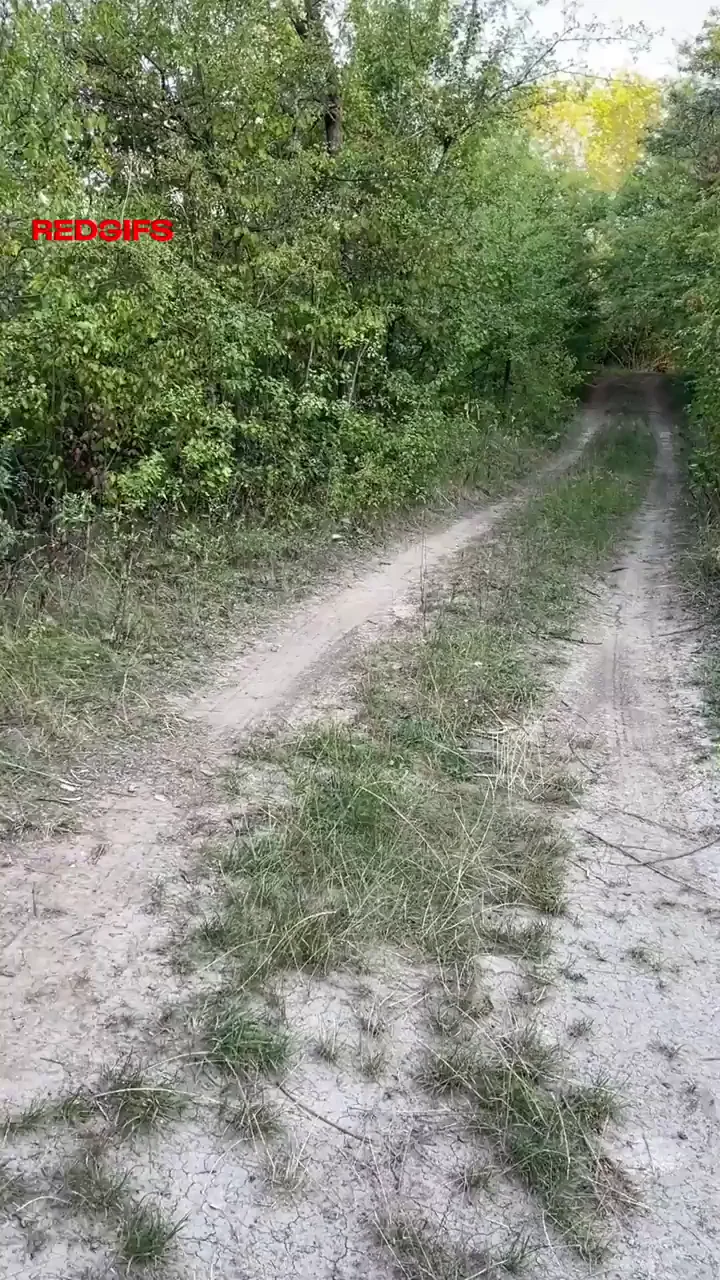Sometimes you can see things like this on the roads in the forest
