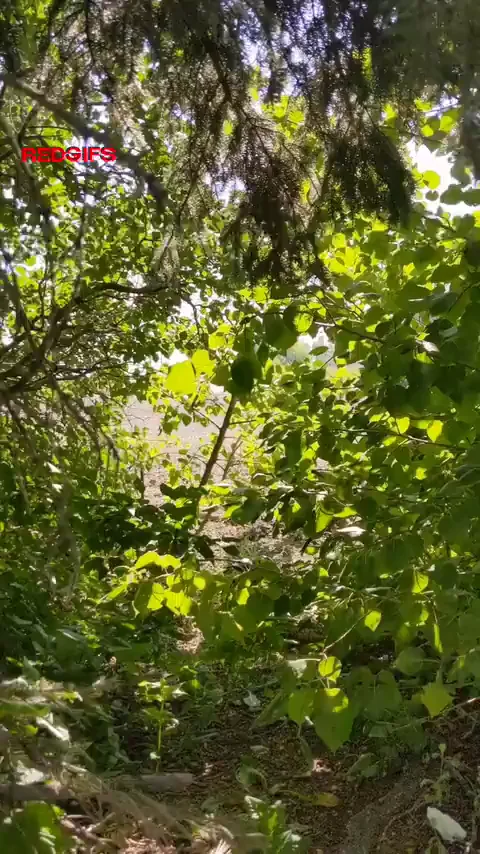 Bear 🐻hunting, gone the wild.