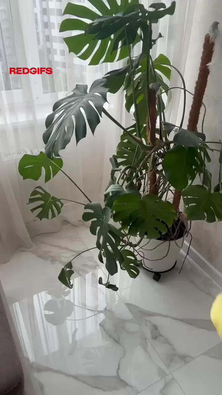 I've had this flower for seven years