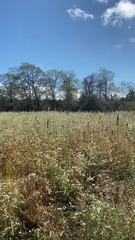 Busty Slut Caught Tits Out in Wildflower Field Risky Flash