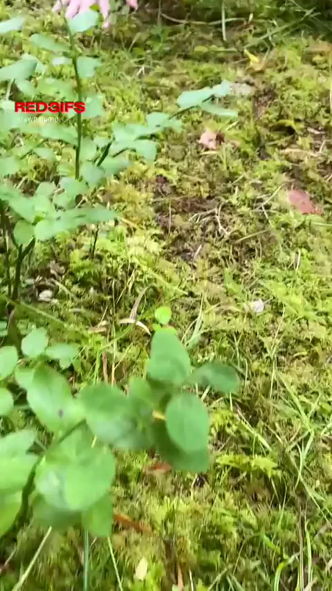 cute kitty walks in nature