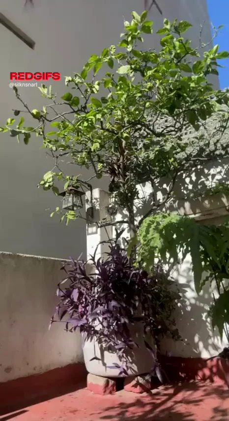 The flowers really needed some water