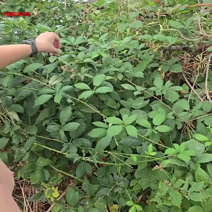 Help me pick berries
