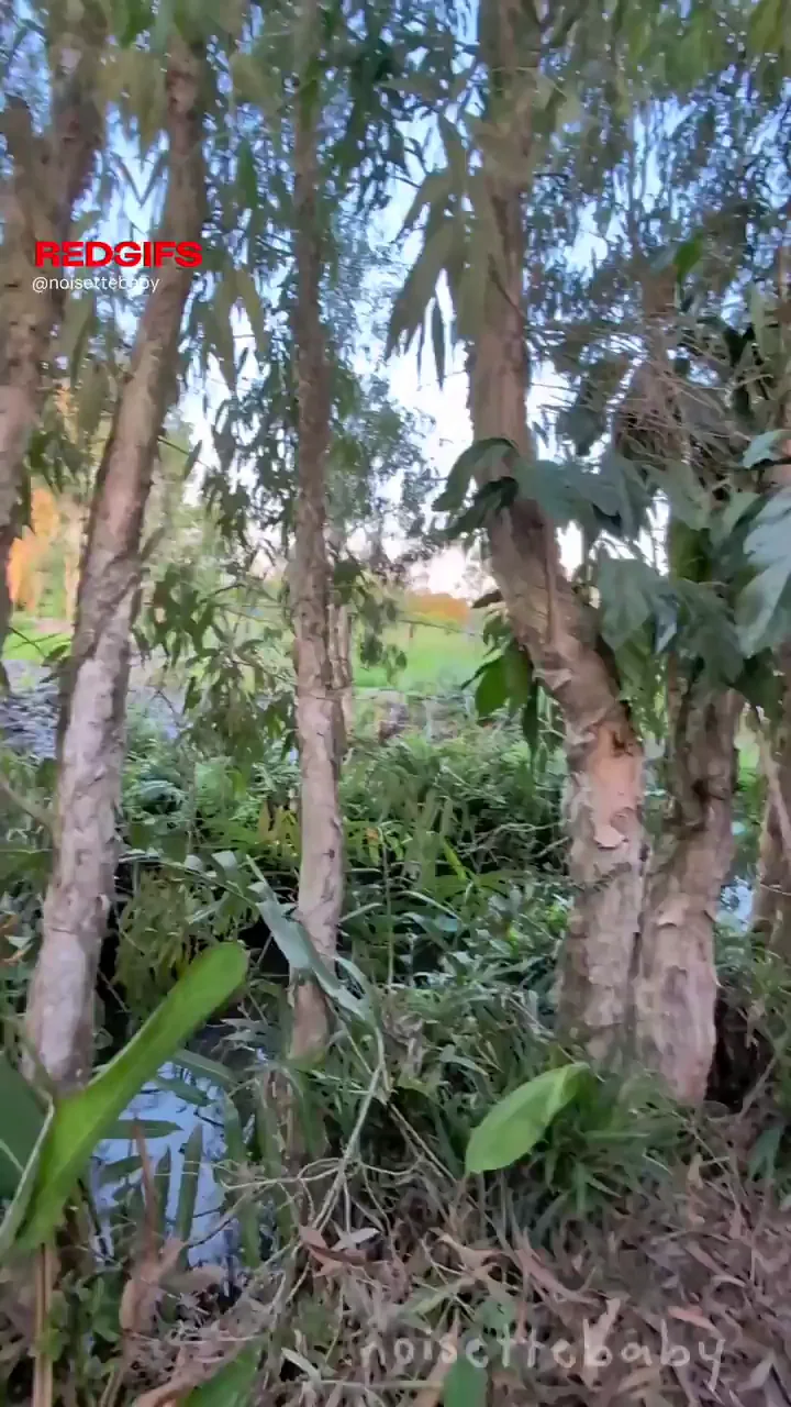 unfolding a very clean Asian