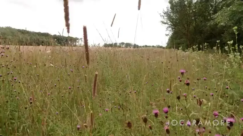 My husband's eyes are closed, enjoying the sensation of my hand on his cock as we enjoy nature. .
