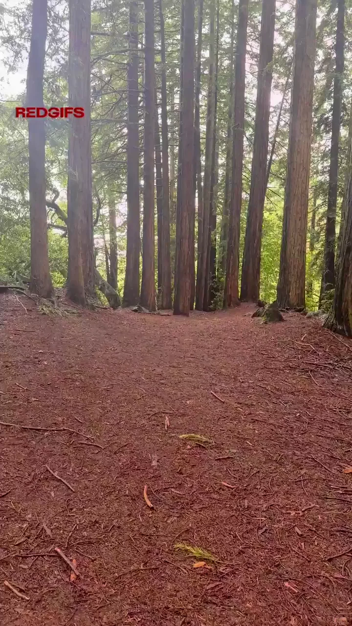 Could we do this in the forest?