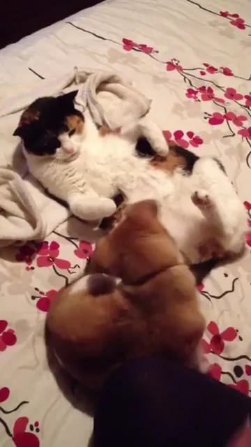 Puppy teabags cat