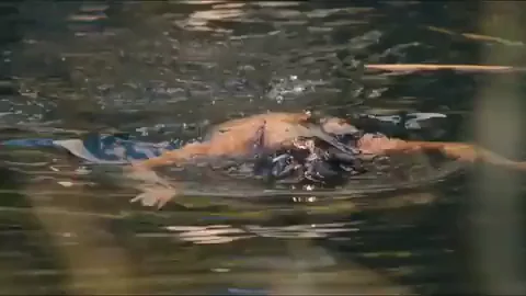 Rachel Bilson in Hart of Dixie