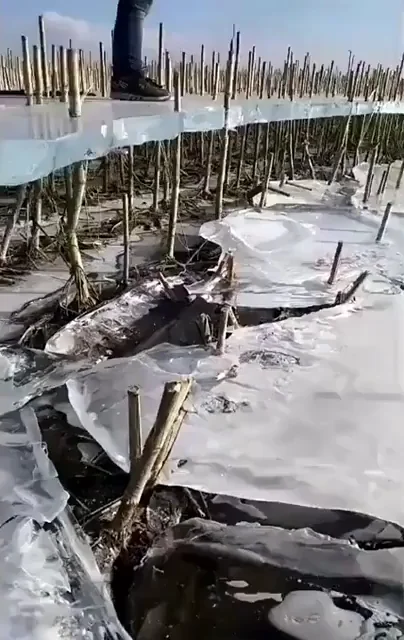 Ice Melts on Cock After Throat Fuck Splash