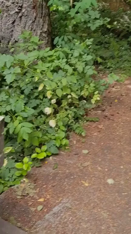 🔥 Risky Trail Overlook Flash & Tease 😈🌿