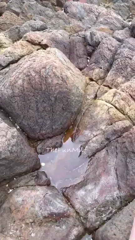How far would you swim to get a look at these tits?