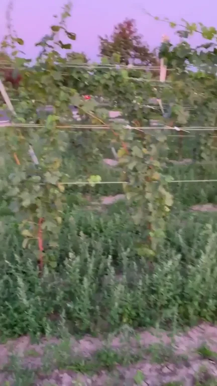 I was exploring the countryside when I needed a dick in my mouth..