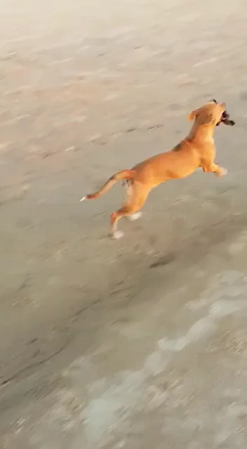 Puppy dog steals bikini from very embarrassed naked girl on the beach