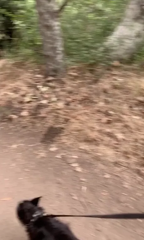 Trail Slut's Tit-Flashing Hike with Horny Doggo
