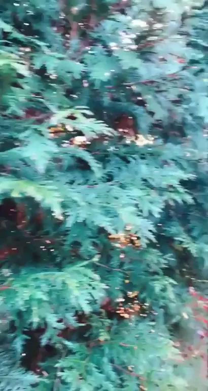 Sexy Christmas Tree Farm Gif!!
