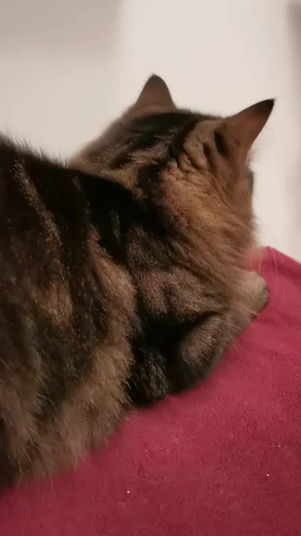 Photobombing my cat! ??