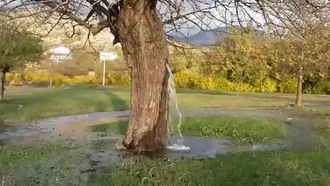 🌳 Tree Squirting Soaking Wet AF 💦🔥