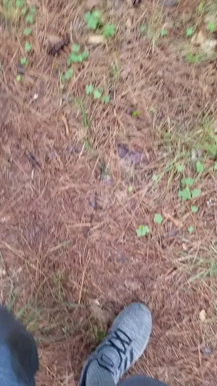 🍆 Male Jerking Cock Off the Beaten Path in Woods 🔥