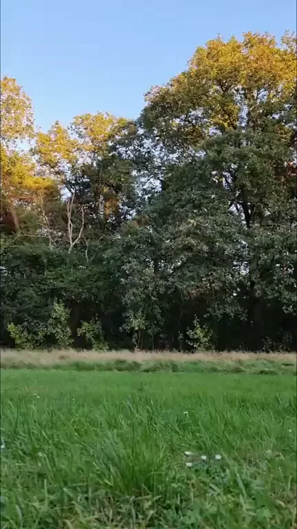 Don't you just love cartwheels?