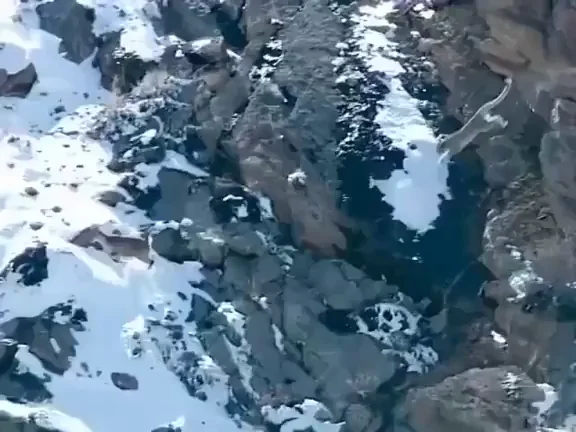 This snow leopard going above and beyond for their hunt