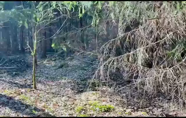What would you do if you found me in the forest? [gif]