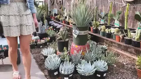 Plant Shopping Risky Flash with Steph & Friend 🛒🌿🍑💦 [GIF]