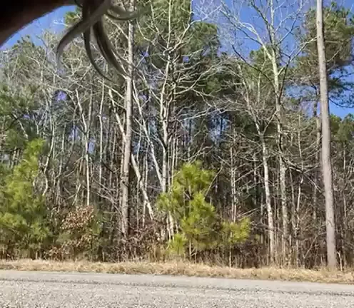Showing booty in the road!