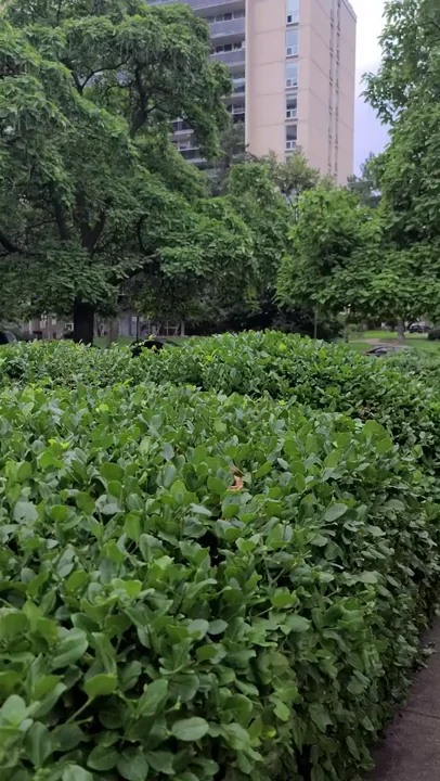 Shy Masked Babe Flashes Massive Tits in Public Park 😘👅🌳