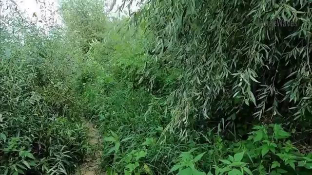 🍆 Outdoor Slut Sucks Fat Cock in the Wild Bush 😈