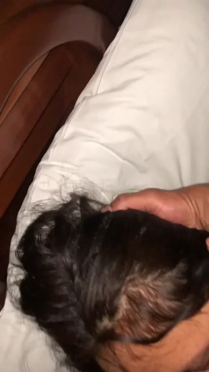 BBC Cuckold Hotwife Porn GIF by lrnd44