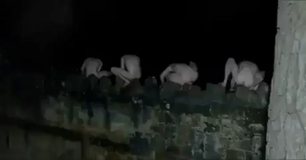 Leaping Frogs 🐸🍆😂