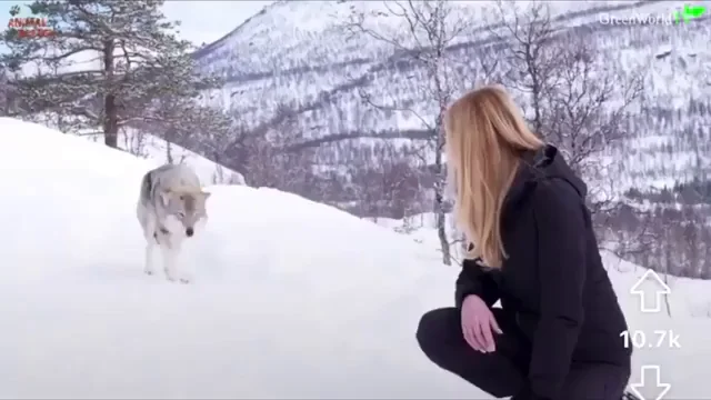 Blonde Snow Bunny's Wild Wolf Lover Licks