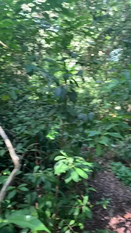 🌿 Exposing My Throbbing Cock to Nature's Wild Gaze 😈