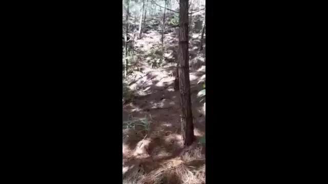 Who's Peeking? Ebony Cam Slut Flashes & Sucks in the Woods 😈🌳🍆