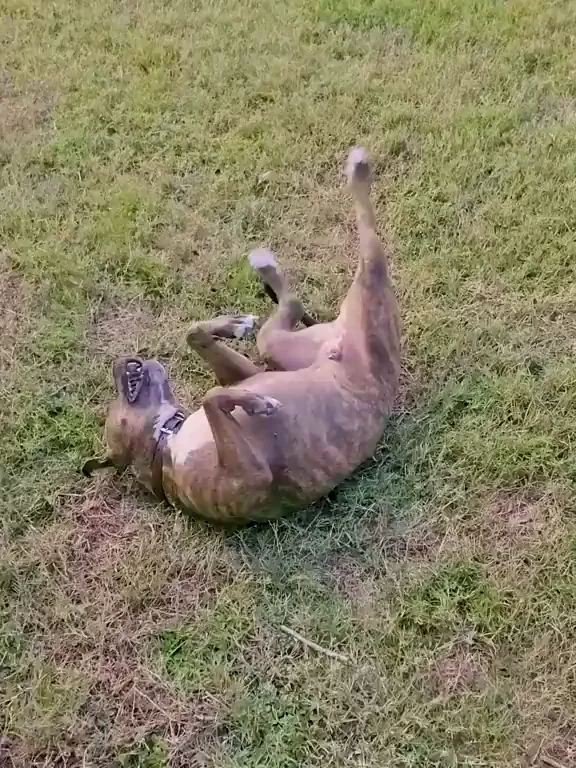 He decided the park would be better with my titties out lol