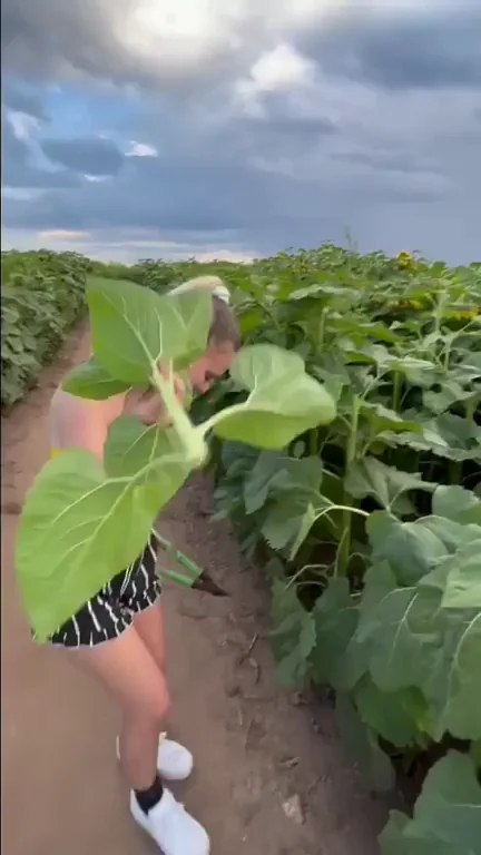 I got so naughty at the sunflower fields