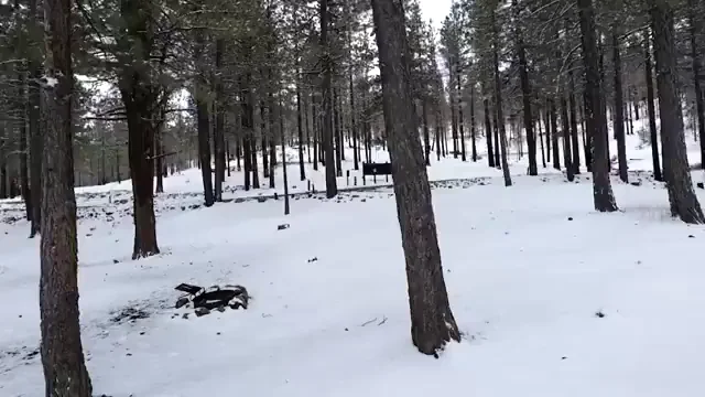 Fucking doggy in the snow
